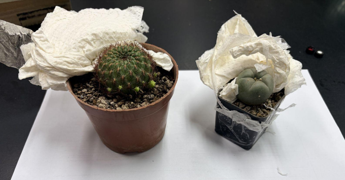 PDEA nagbabala sa online bentahan ng peyote cactus